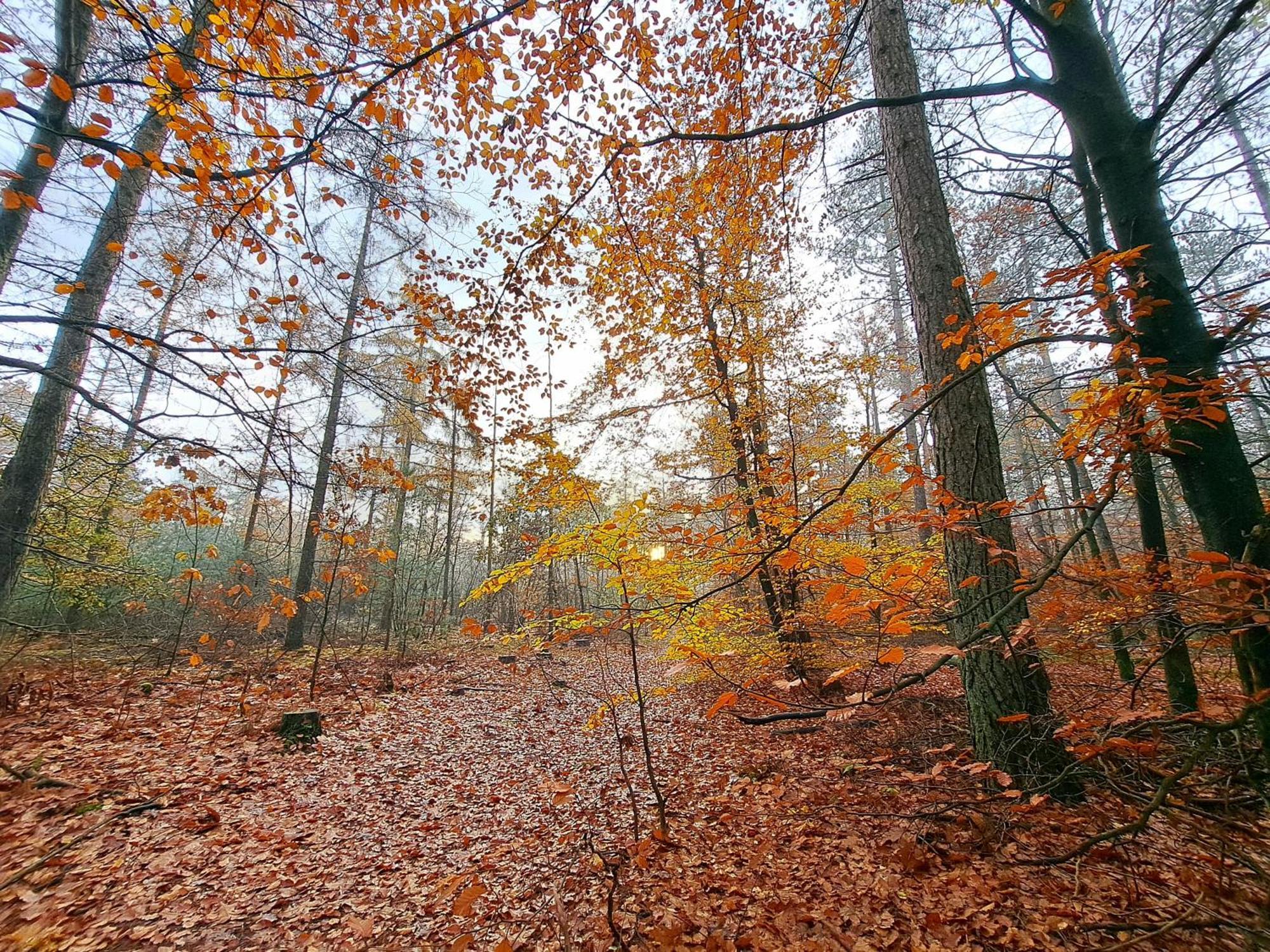 Ruim Chalet, Midden In Het Bos! Nunspeet Buitenkant foto